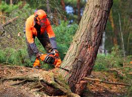 How Our Tree Care Process Works  in  Miami Lakes, FL